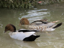 Australian Wood Duck (WWT Slimbridge June 2011) - pic by Nigel Key